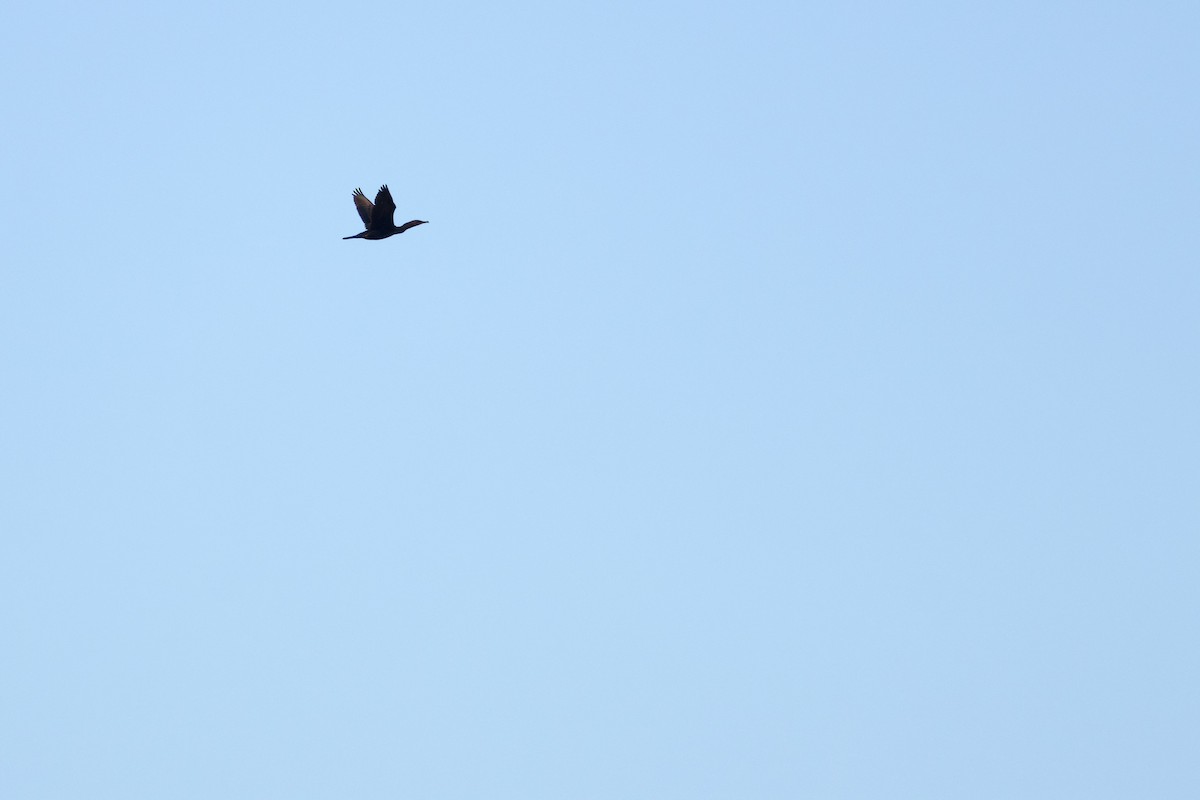 Double-crested Cormorant - ML643253426