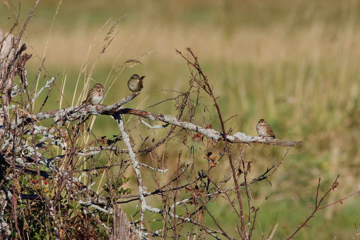 Song Sparrow - ML643253429