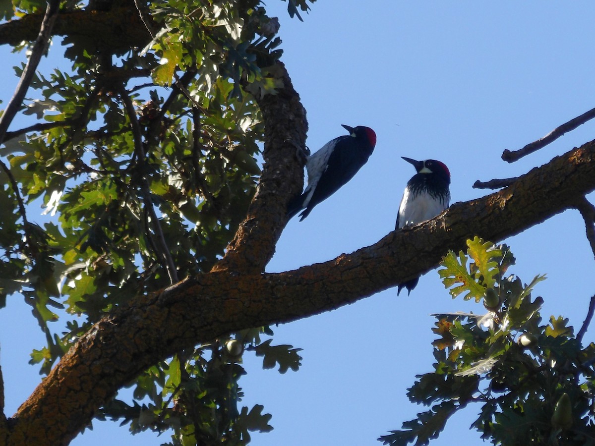 Acorn Woodpecker - ML643253435