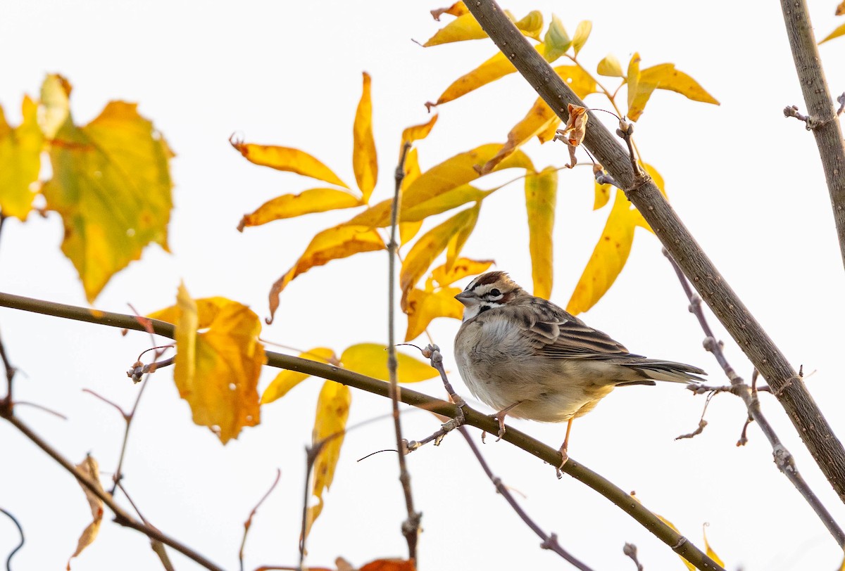 lerkespurv - ML643253436