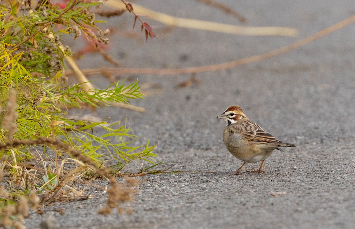 lerkespurv - ML643253437