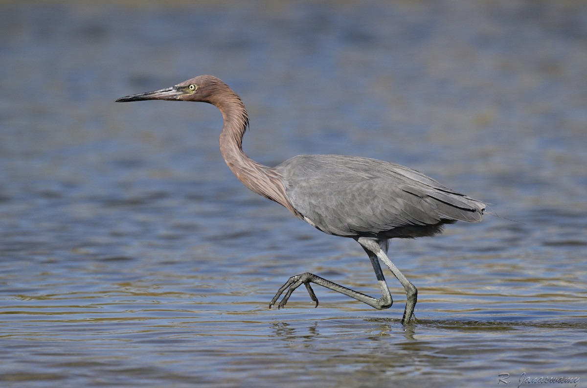 Reddish Egret - ML643253448