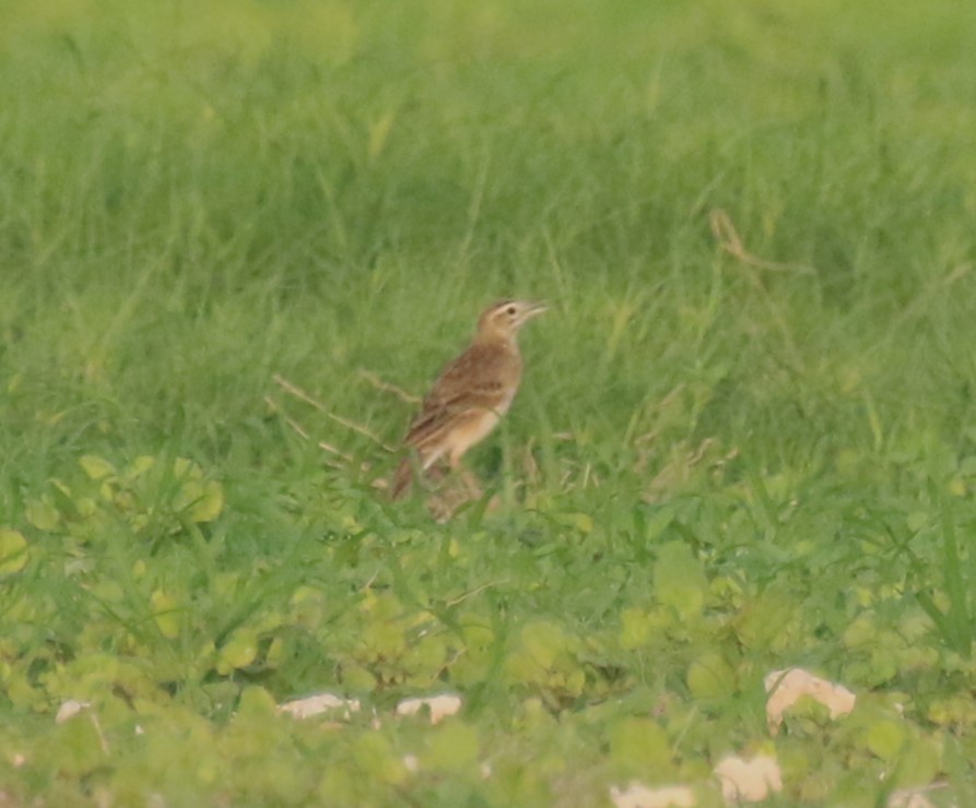 Richard's Pipit - ML643253458