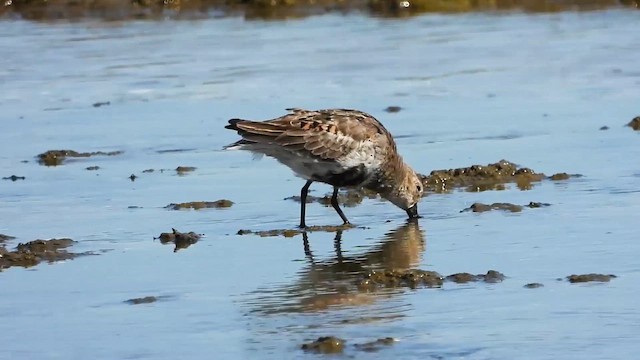 Bécasseau variable - ML643253461