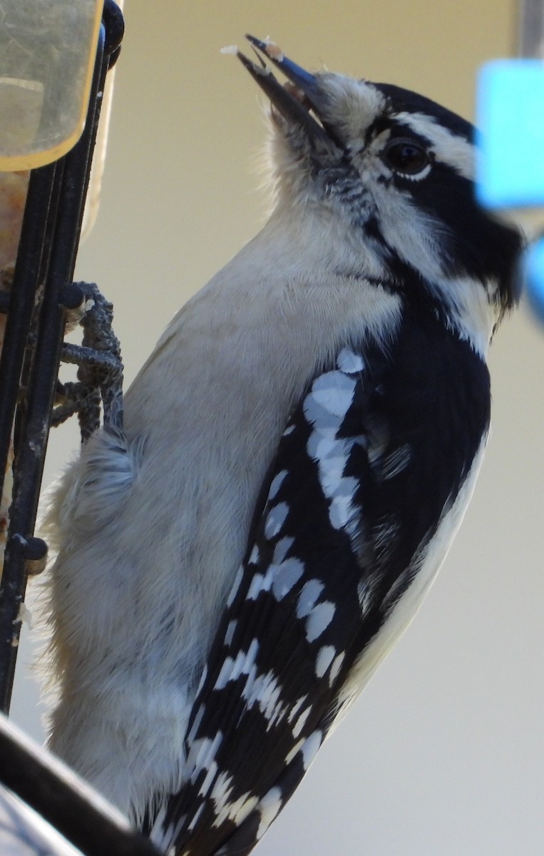 Downy Woodpecker - ML643253475