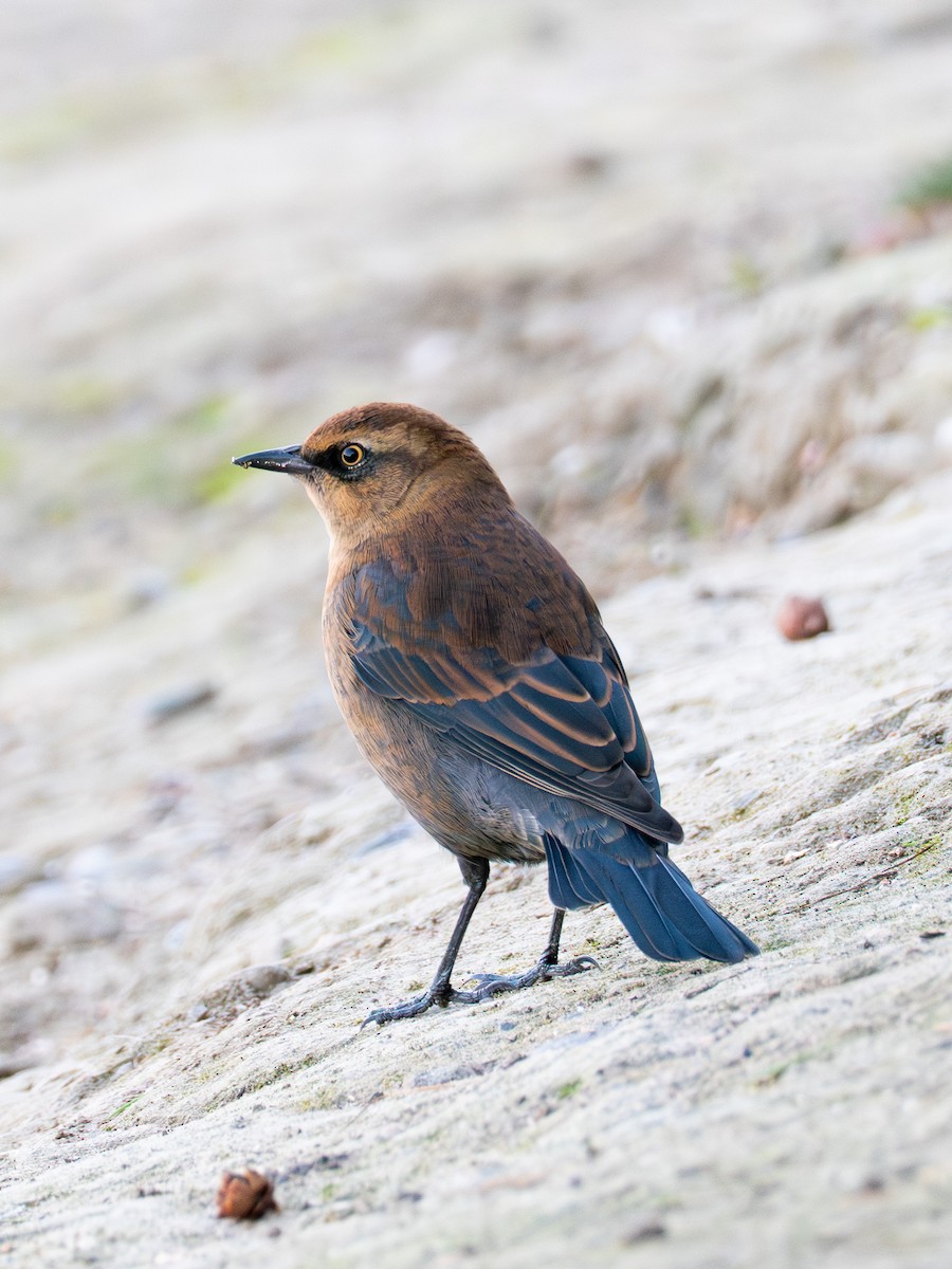 Rusty Blackbird - ML643253478