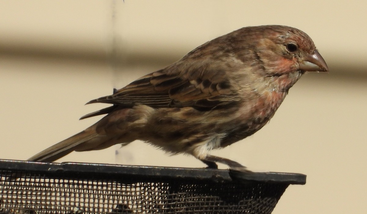 House Finch - ML643253479