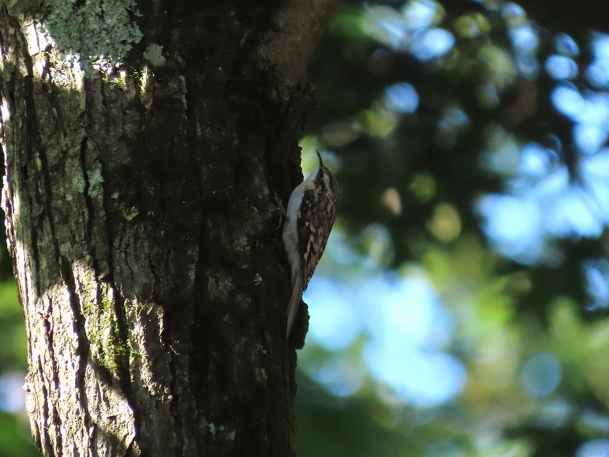 Brown Creeper - ML643253481