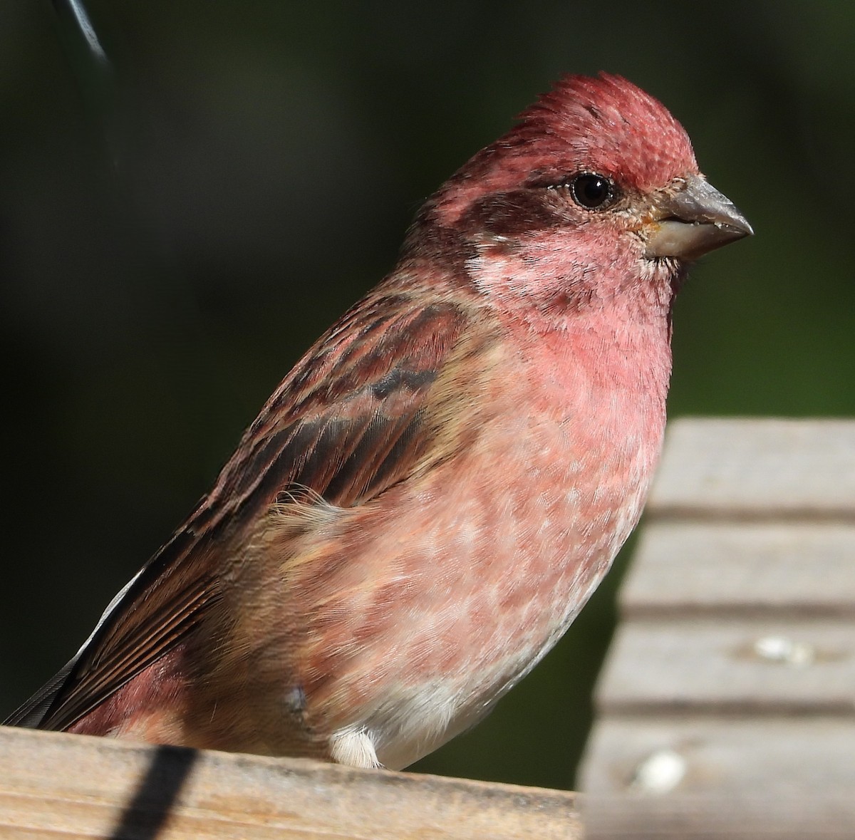 Purple Finch - ML643253485