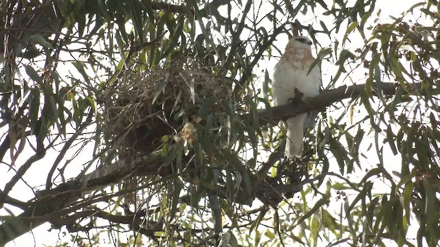 Black-shouldered Kite - ML643253488