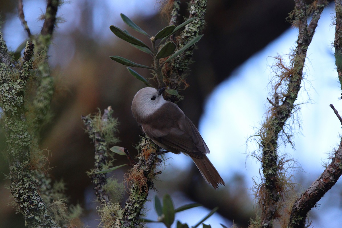 Whitehead - ML643253493