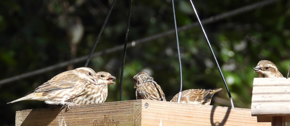 Purple Finch - ML643253496