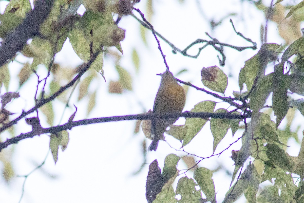 Nashville Warbler - ML643253498