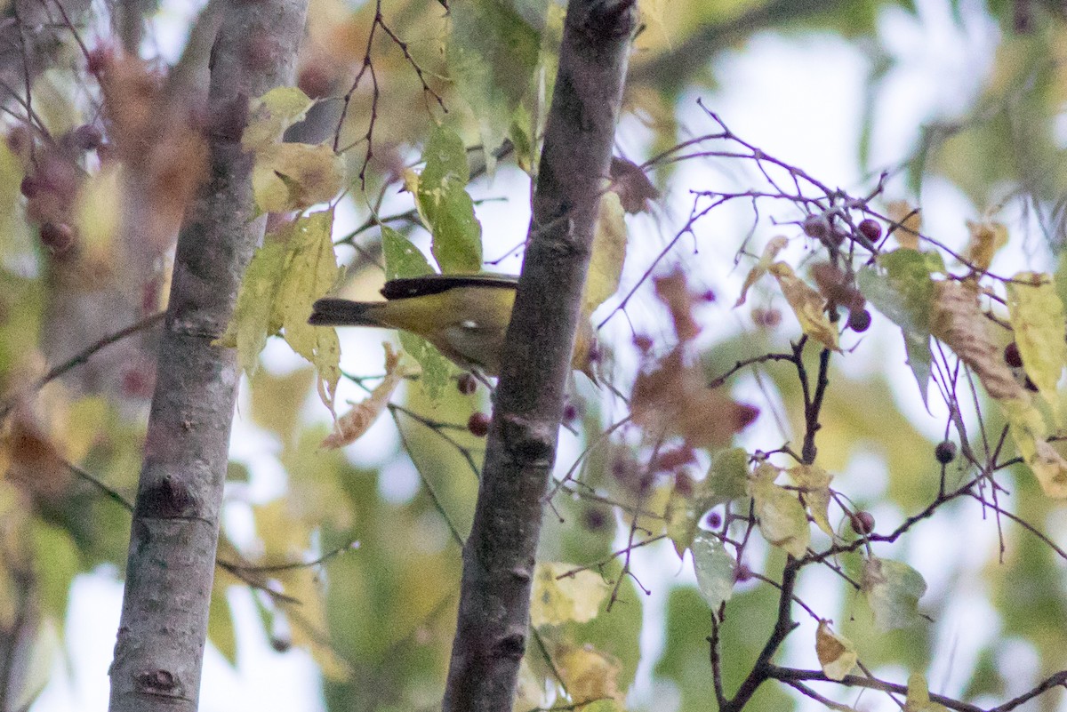 Nashville Warbler - ML643253499