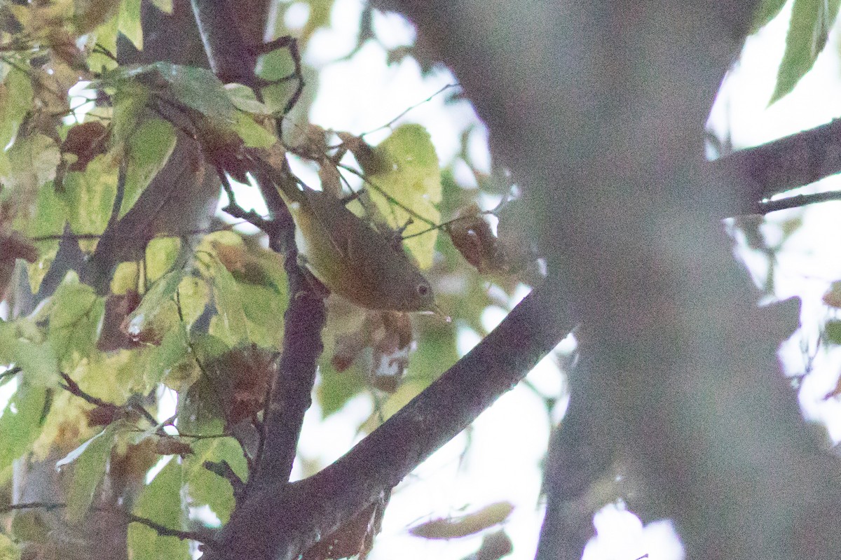 Nashville Warbler - ML643253501