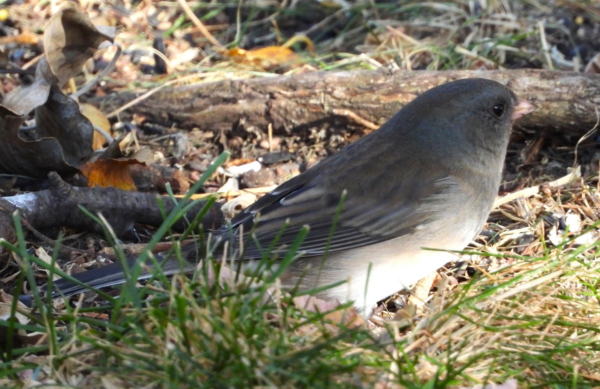 יונקו כהה-עין - ML643253508