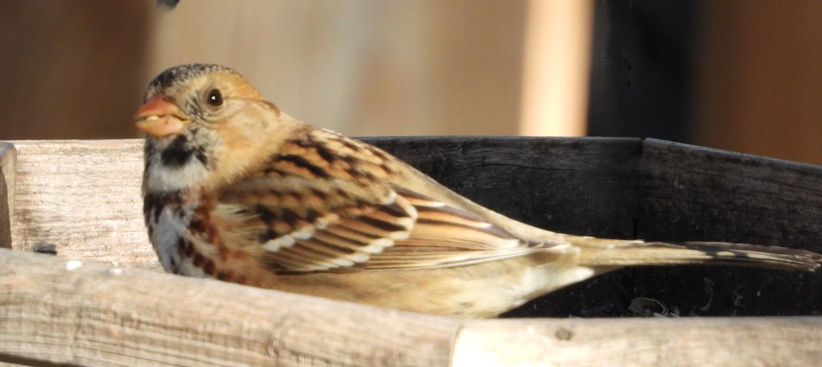 Harris's Sparrow - ML643253516