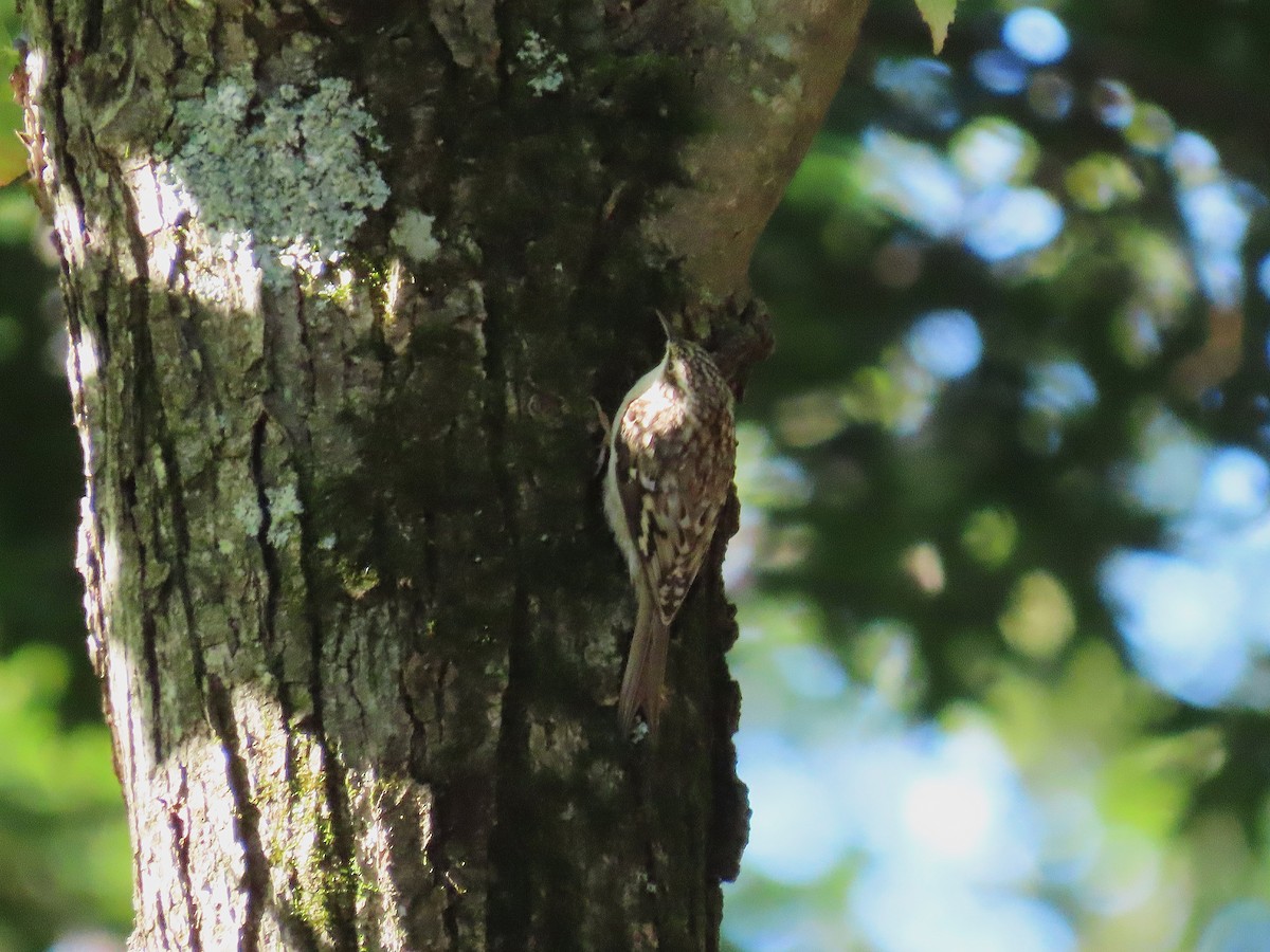 Brown Creeper - ML643253520