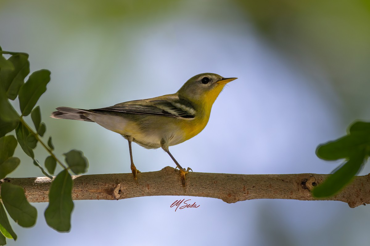 Northern Parula - ML643253536