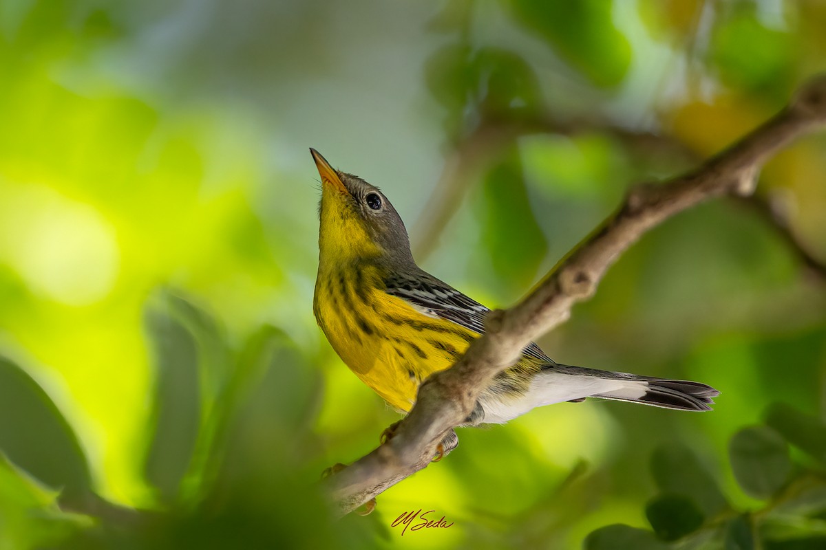 Magnolia Warbler - ML643253577