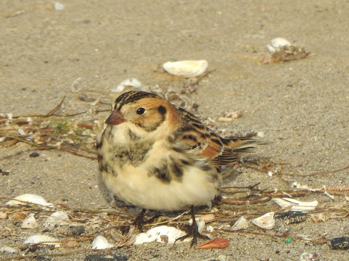 Lapland Longspur - ML643253593