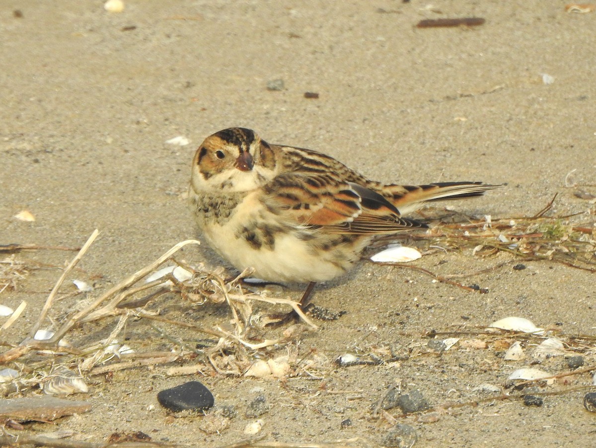 Lapland Longspur - ML643253594