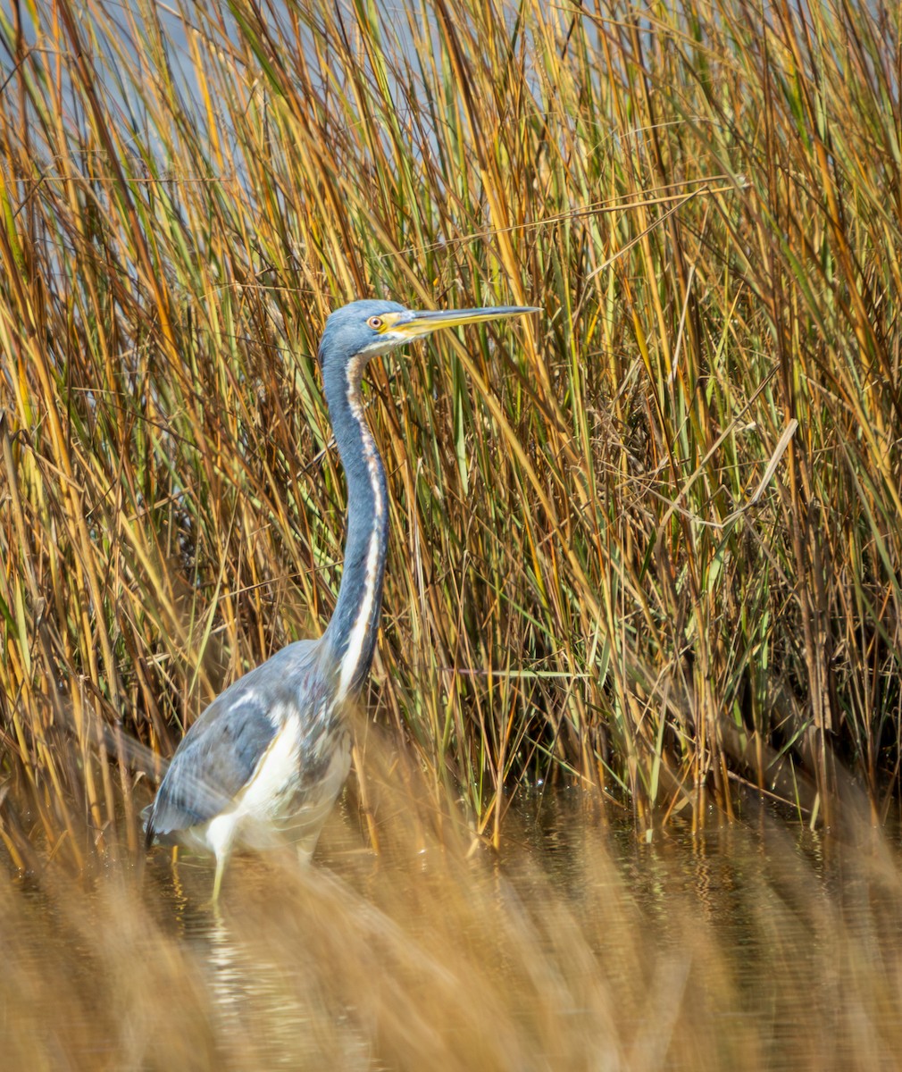 Tricolored Heron - ML643253597