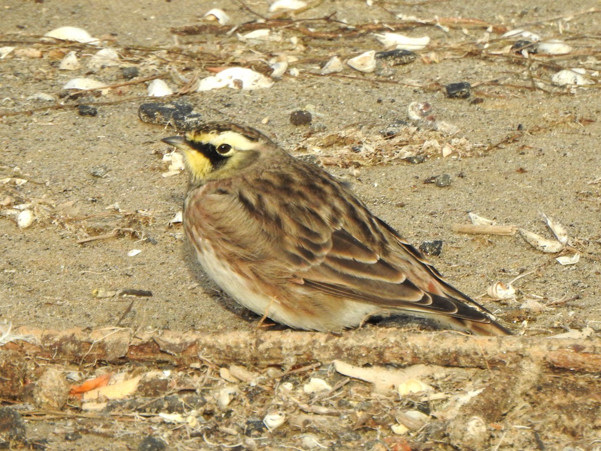 Horned Lark - ML643253616