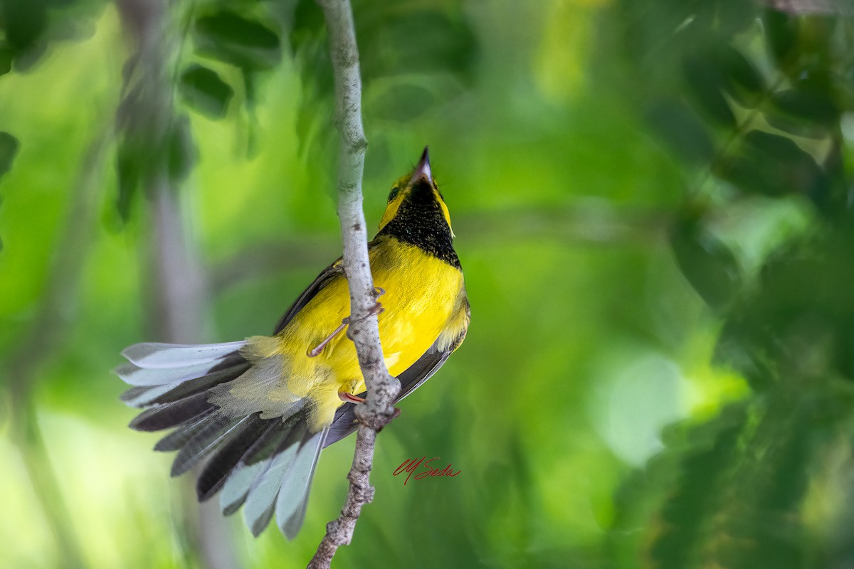 Hooded Warbler - ML643253617