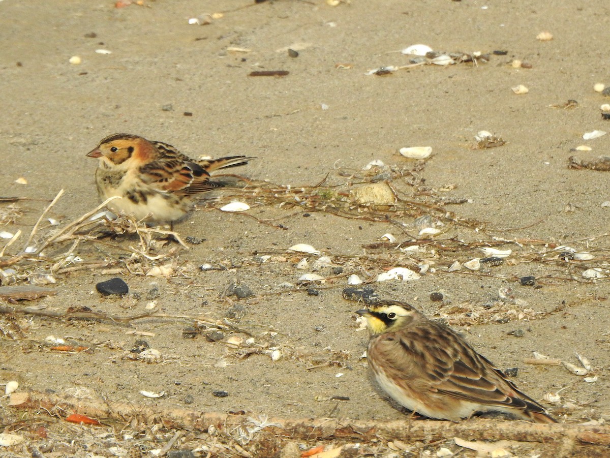 Lapland Longspur - ML643253623