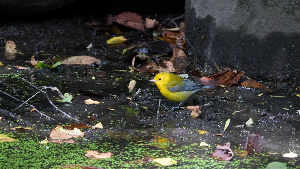 Prothonotary Warbler - ML643253624