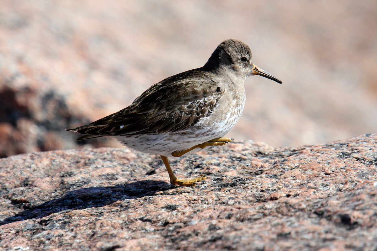 Purple Sandpiper - ML643253640
