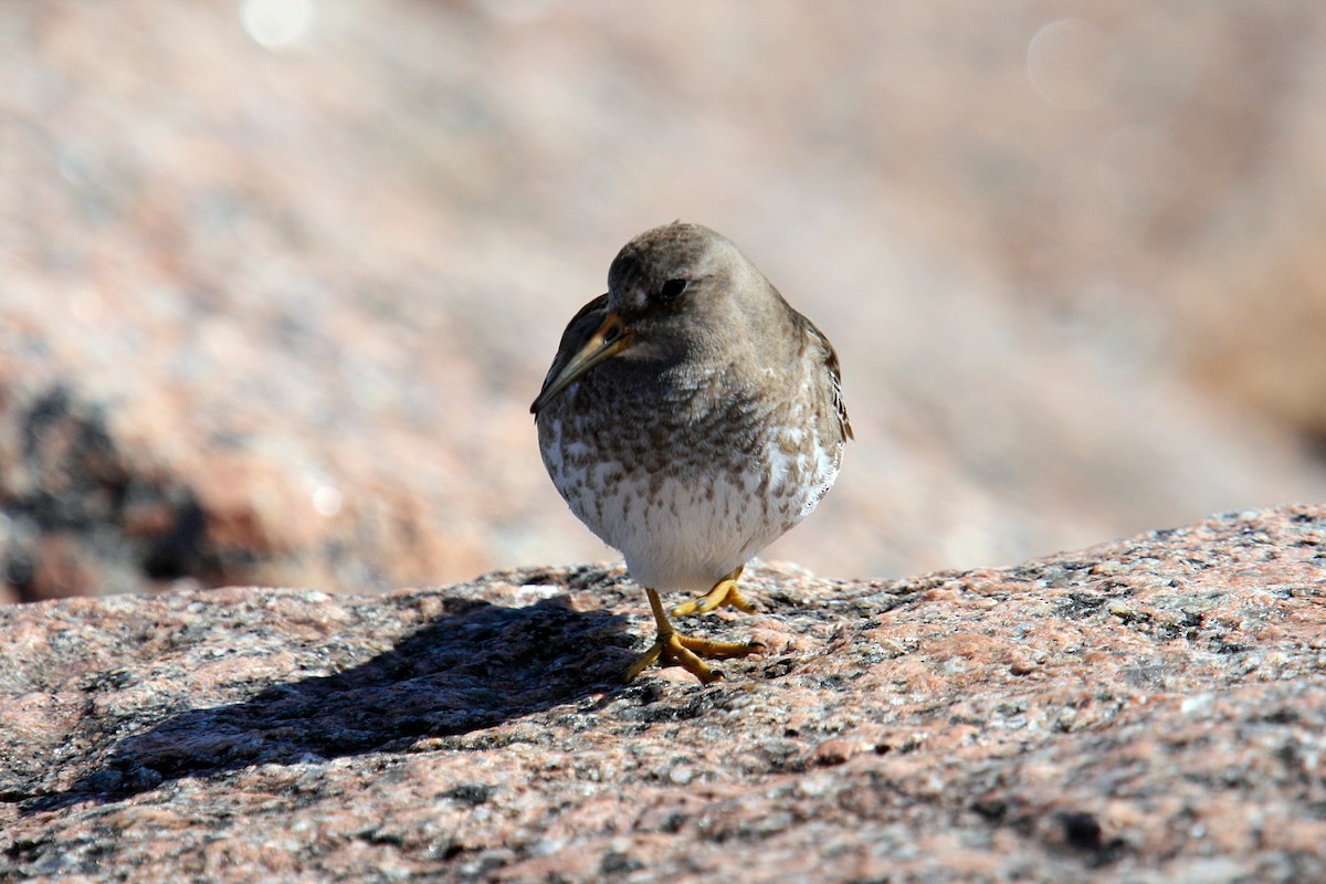 Purple Sandpiper - ML643253643