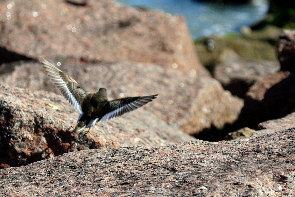 Purple Sandpiper - ML643253645