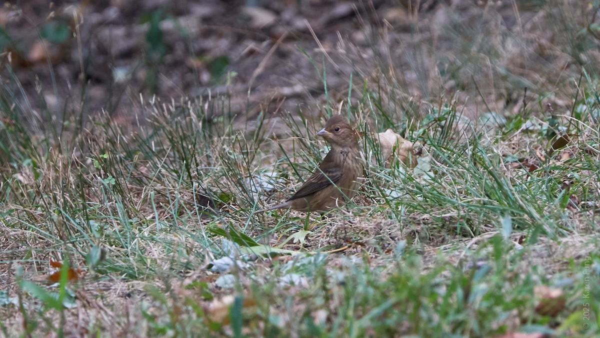 Indigo Bunting - ML643253659
