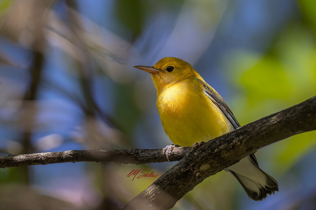 Prothonotary Warbler - ML643253660