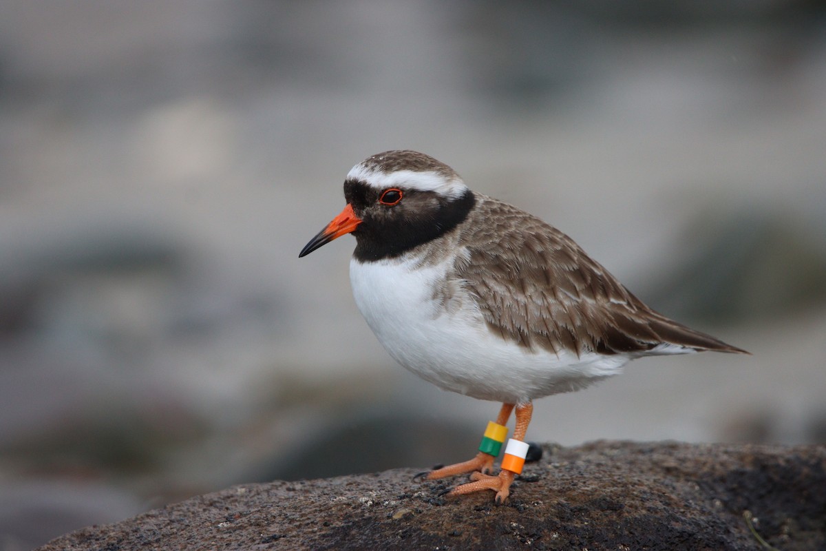 Shore Plover - ML643253693