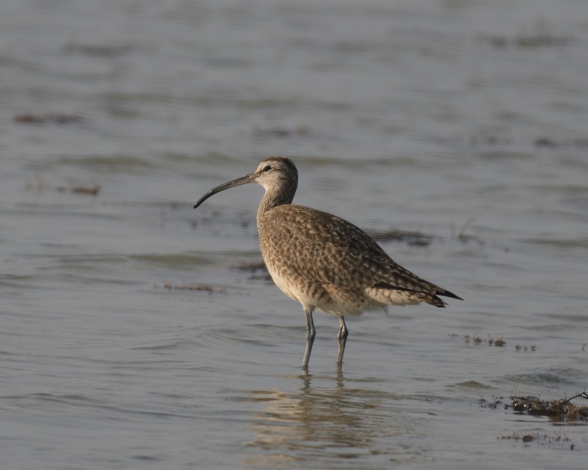 Whimbrel (Hudsonian) - ML643253694