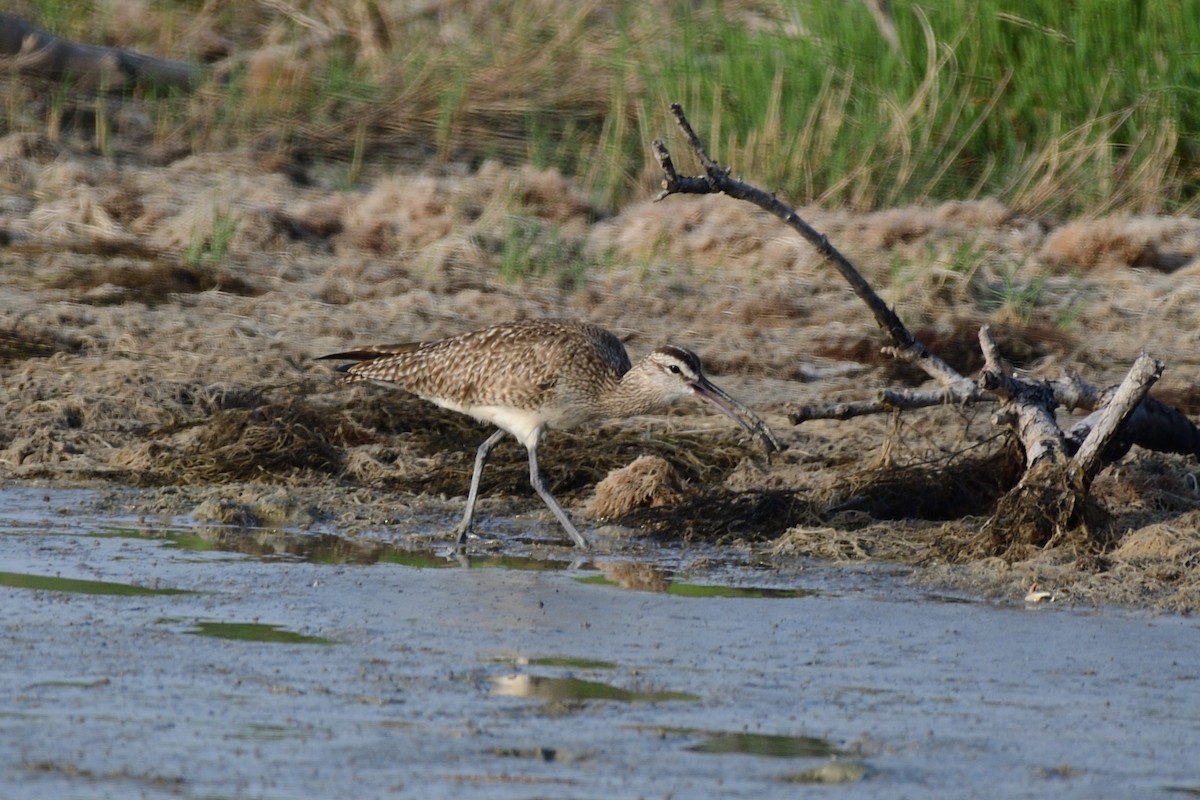 Whimbrel (Hudsonian) - ML643253695