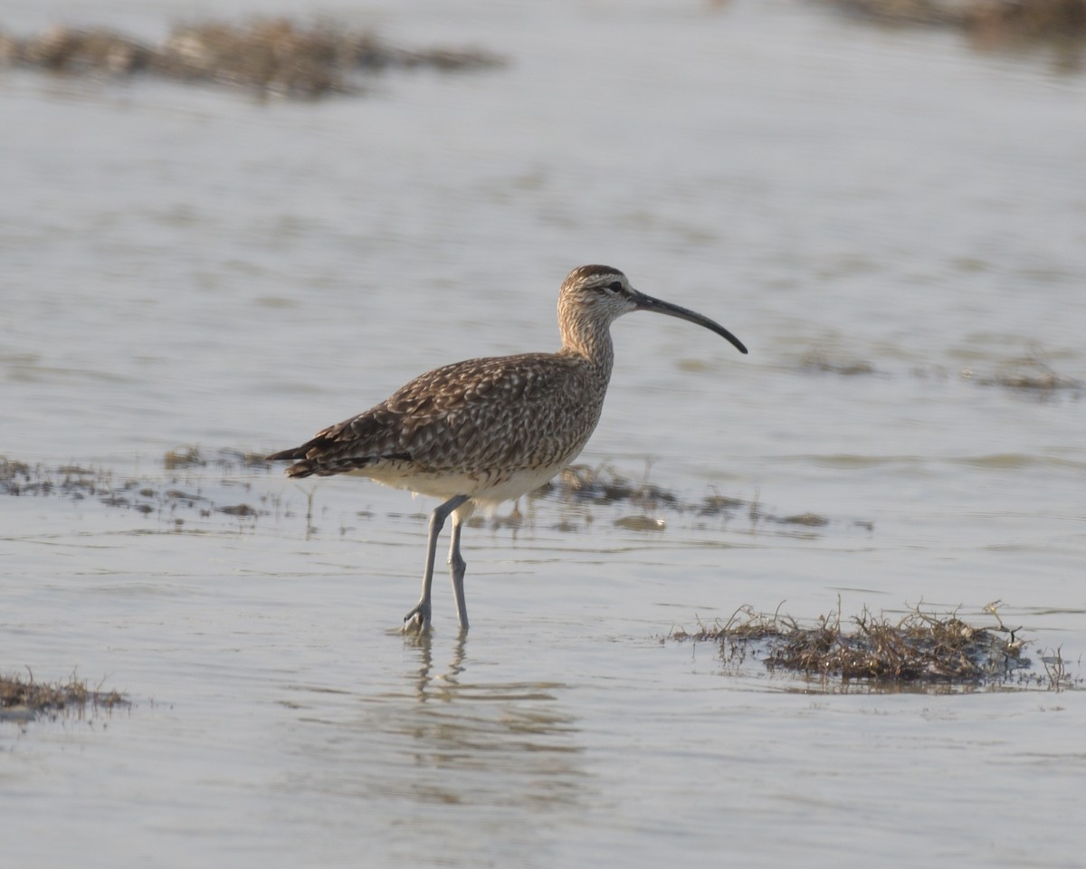 Whimbrel (Hudsonian) - ML643253696