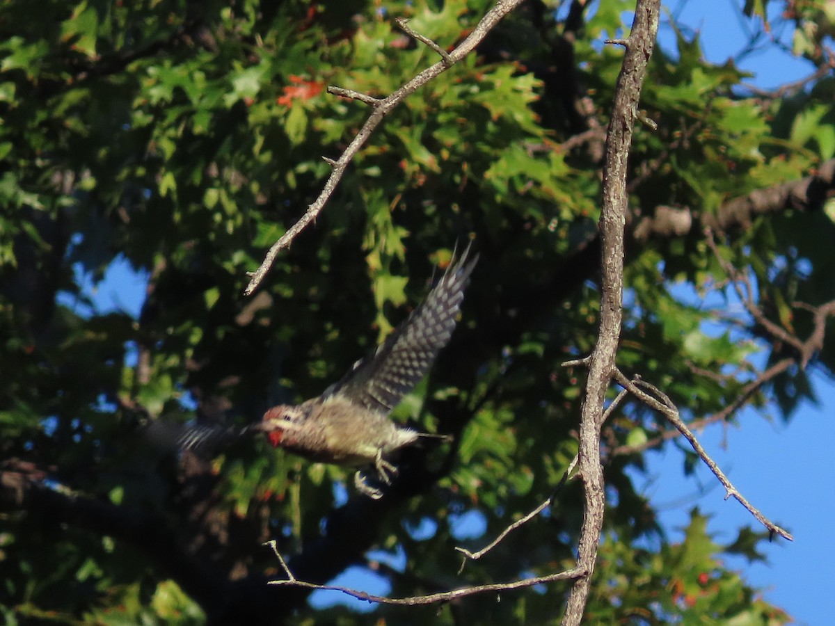 Yellow-bellied Sapsucker - ML643253698
