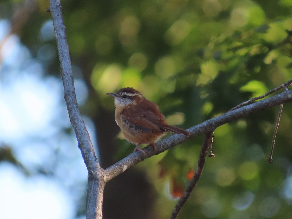 Carolina Wren - ML643253700