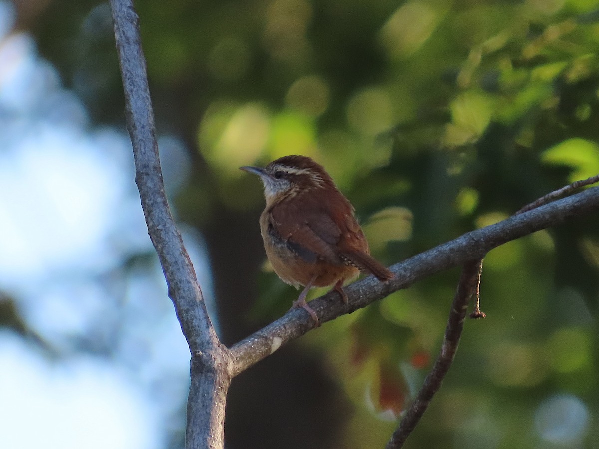 Carolina Wren - ML643253706