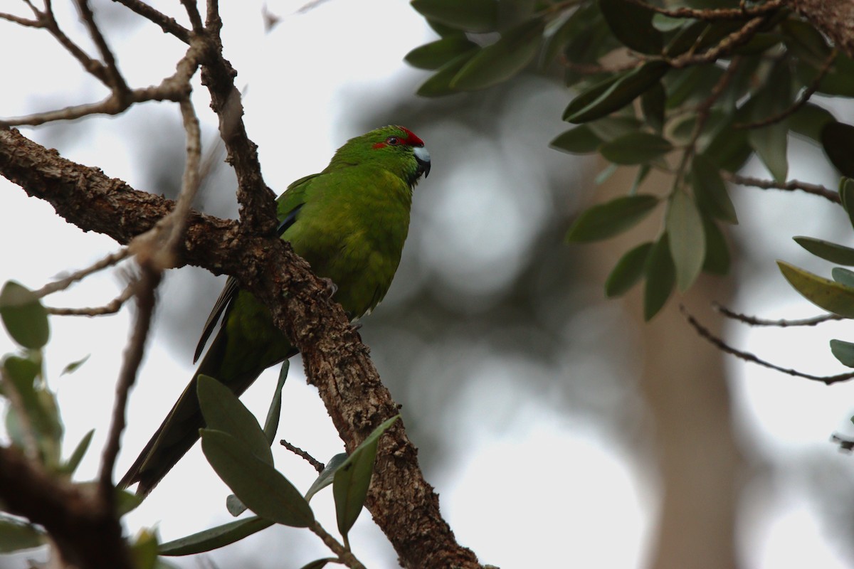 Ziegensittich - ML643253711