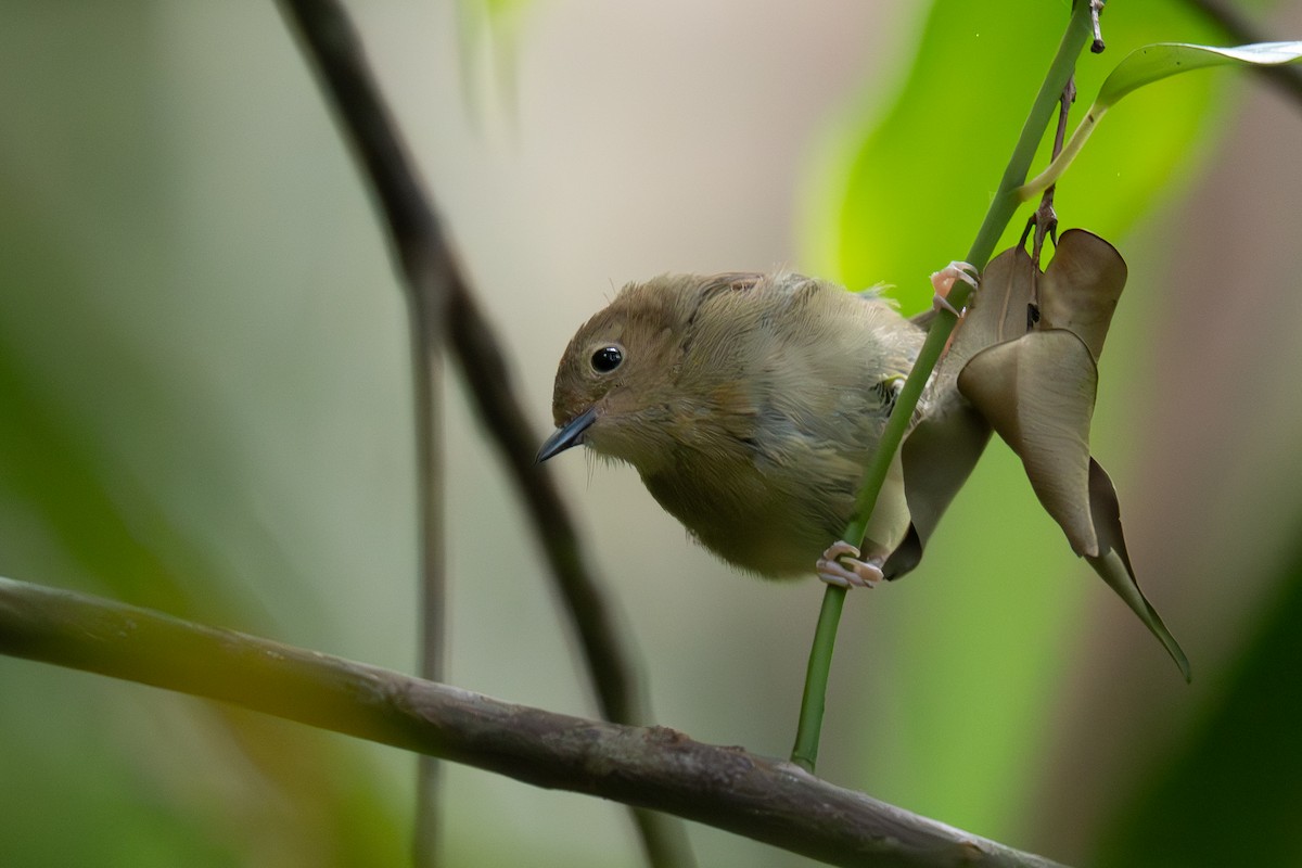 Large-billed Scrubwren - ML643253715