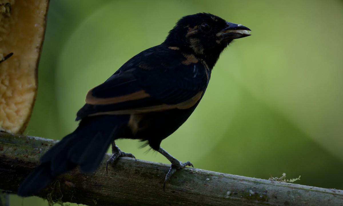 Чёрная танагра - ML643253716