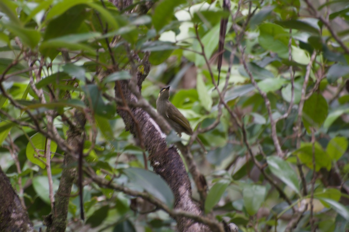 Yellow-spotted Honeyeater - ML643253730