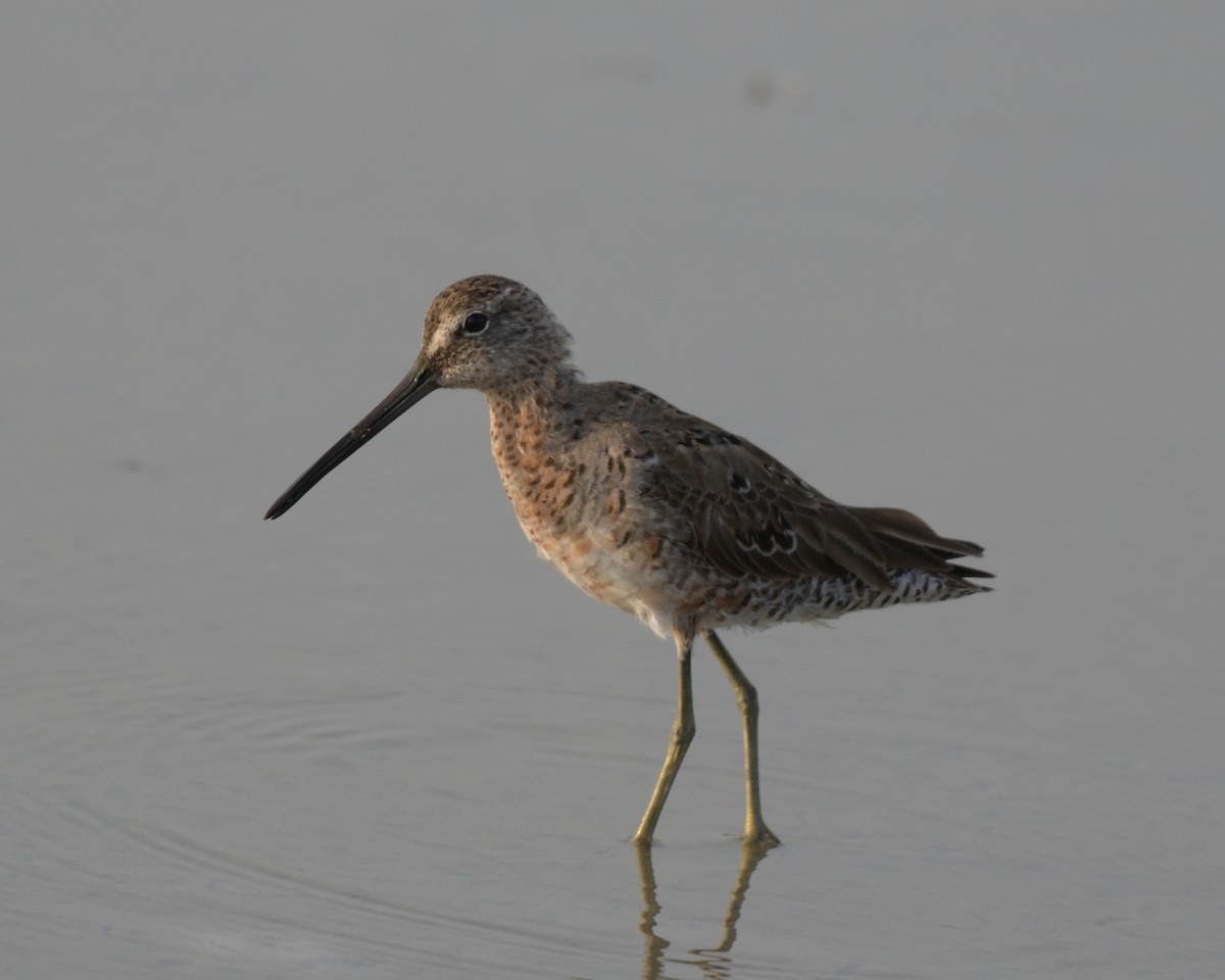 Short-billed Dowitcher - ML643253740