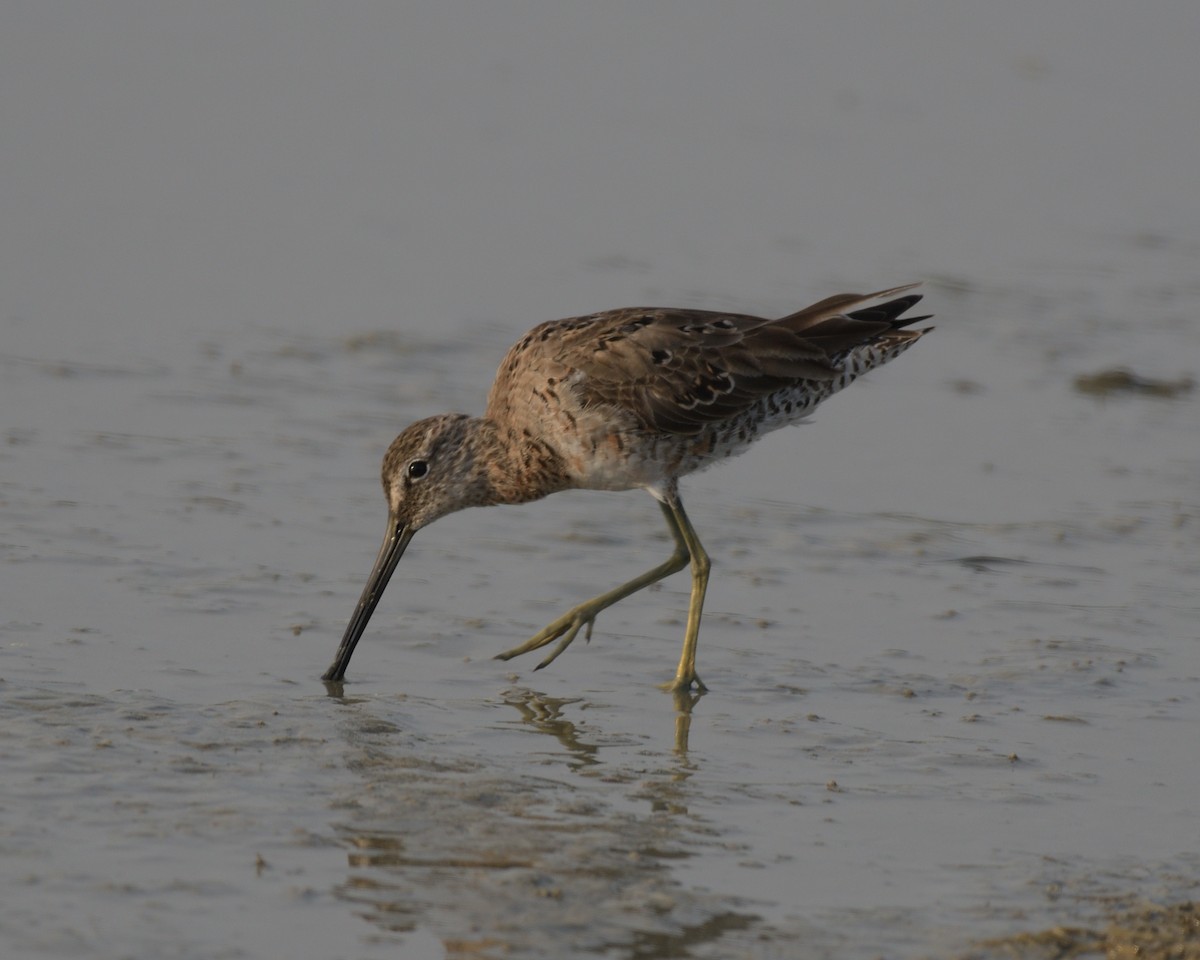 Short-billed Dowitcher - ML643253741