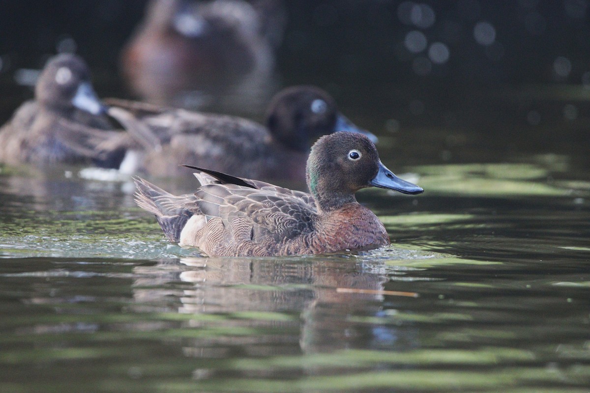 Brown Teal - ML643253754